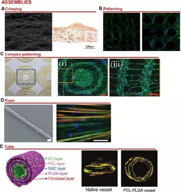 天津大学仰大勇团队综述:生物功能电纺纳米材料——从拓扑结构设计到生物应用的图13